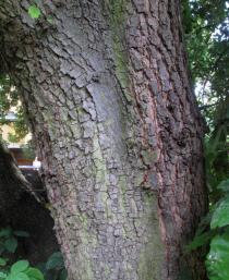 Quercus x hispanica - Bark - Click to enlarge!